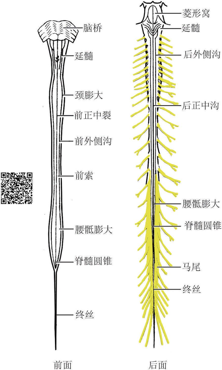 一、脊髓位置和外形